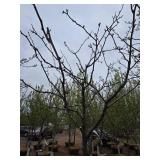 Locust tree