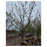 Locust tree