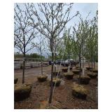 Locust tree