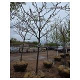 Locust tree