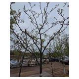 Locust tree