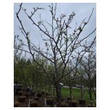 Locust tree