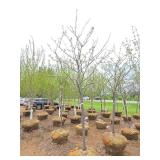 Locust tree
