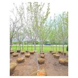 Northwoods Red Maple