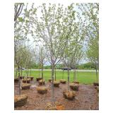 Northwoods Red Maple