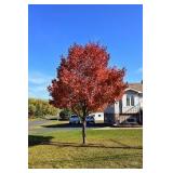 Northwoods Red Maple