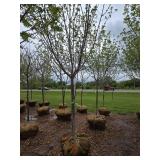 Northwoods Red Maple