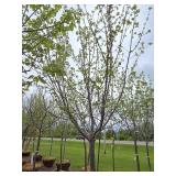 Northwoods Red Maple