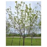 Northwoods Red Maple