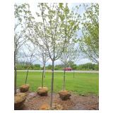 Northwoods Red Maple