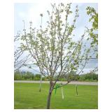 Northwoods Red Maple