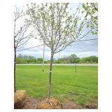Northwoods Red Maple