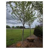 Northwoods Red Maple