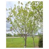 Northwoods Red Maple