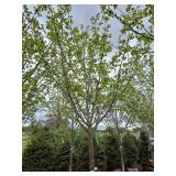 Northwoods Red Maple