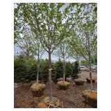 Northwoods Red Maple