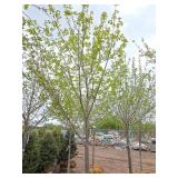 Northwoods Red Maple