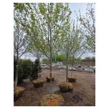 Northwoods Red Maple