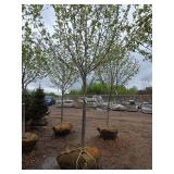 Northwoods Red Maple