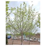 Northwoods Red Maple