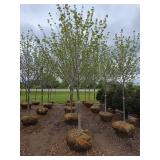 Northwoods Red Maple