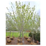 Northwoods Red Maple
