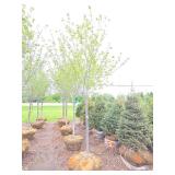 Northwoods Red Maple