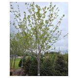 Northwoods Red Maple