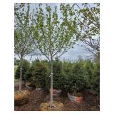 Northwoods Red Maple