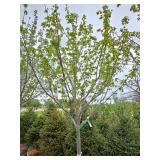 Northwoods Red Maple