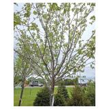 Northwoods Red Maple