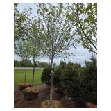 Northwoods Red Maple