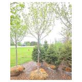 Northwoods Red Maple