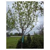Northwoods Red Maple