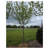 Northwoods Red Maple