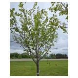 Northwoods Red Maple