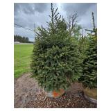 Black Hills Spruce