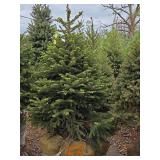 Black Hills Spruce