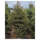 Black Hills Spruce