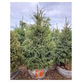 Black Hills Spruce