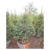 Black Hills Spruce