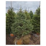 Black Hills Spruce