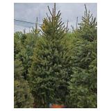 Black Hills Spruce