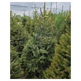Black Hills Spruce