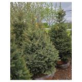 Black Hills Spruce