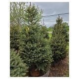 Black Hills Spruce