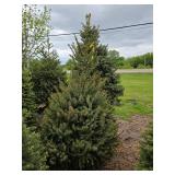 Black Hills Spruce