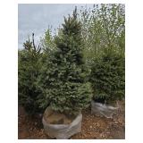Black Hills Spruce