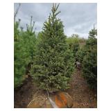 Black Hills Spruce