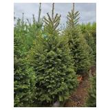 Black Hills Spruce
